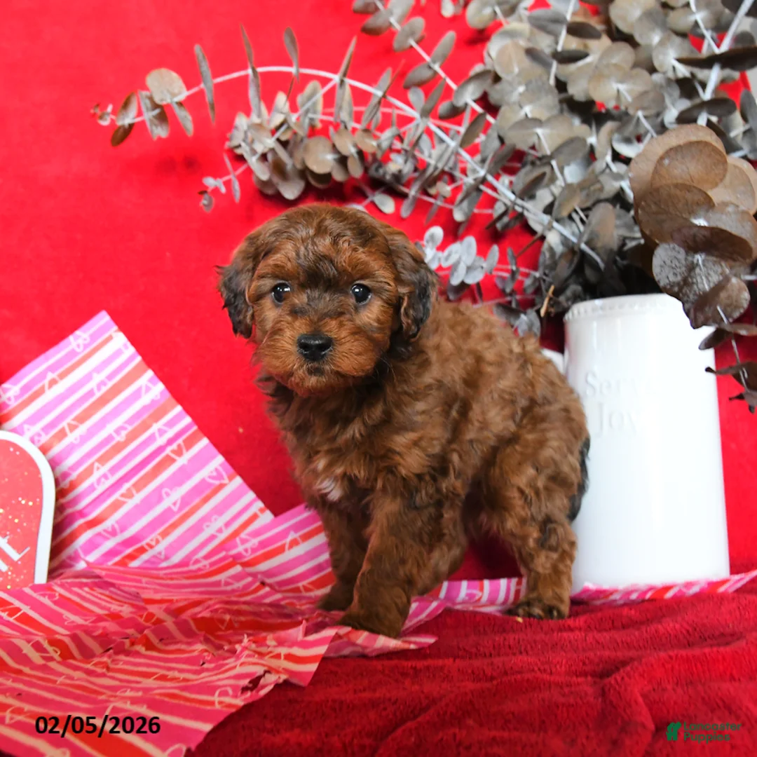 Yorkiepoo dogs for sale: Calvin - Ad 4