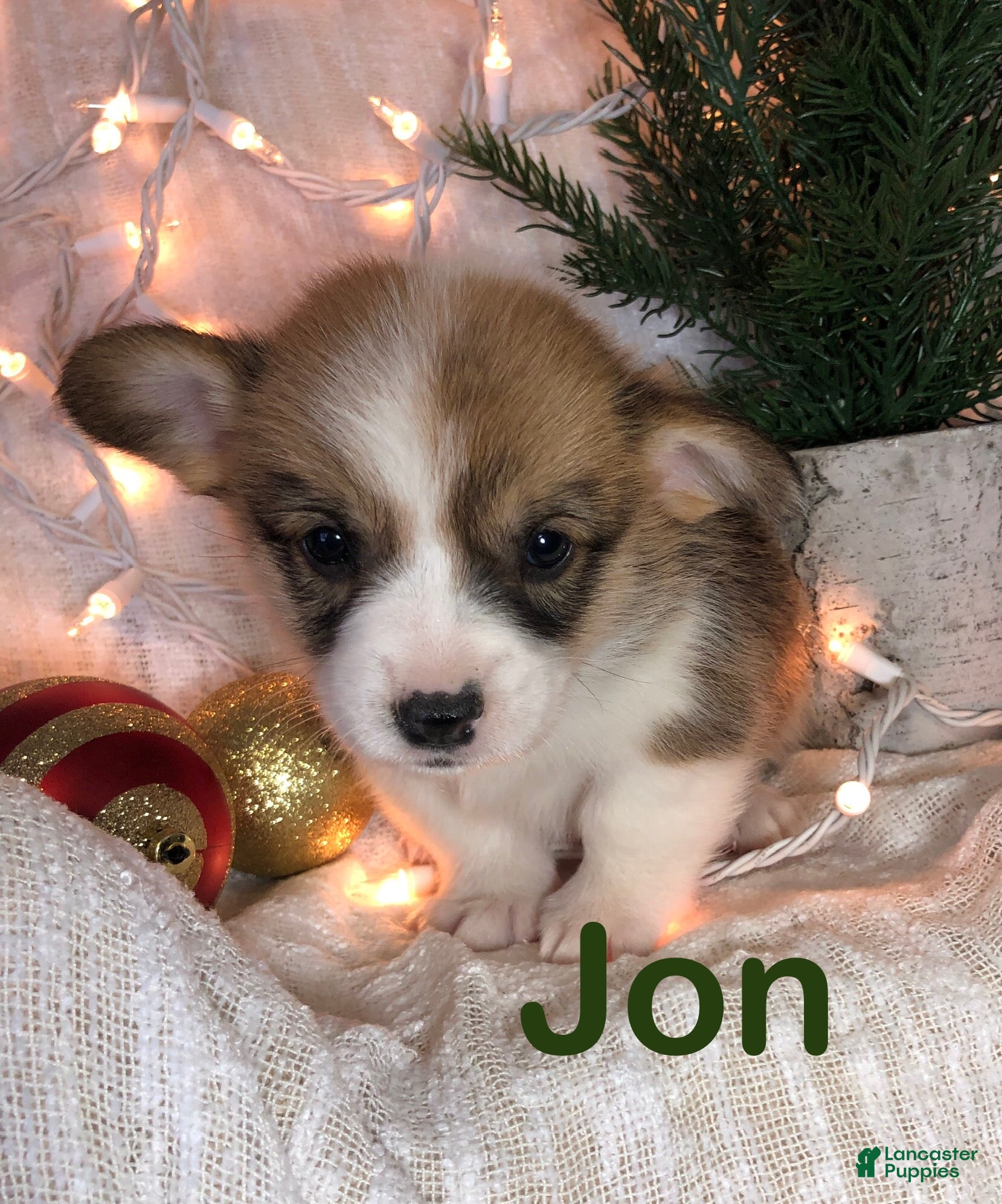 Welsh Corgi Pembroke dogs Jon - Ad 31