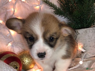 Welsh Corgi Pembroke dogs Jon - Ad 9