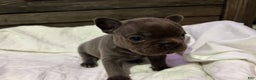 French Bulldog dogs for sale: French Bulldog Puppy 3 - Ad 2