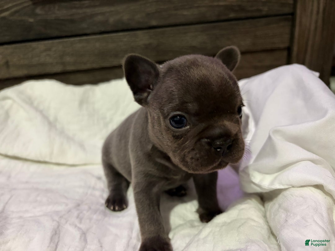 French Bulldog dogs for sale: French Bulldog Puppy 3 - Ad 2