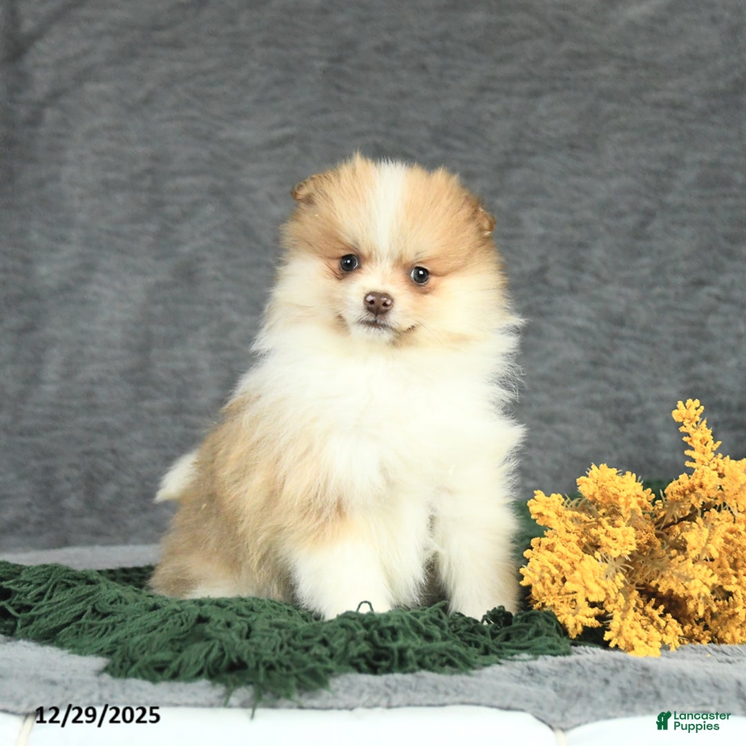 Pomeranian dogs for sale: Felix - Ad 3