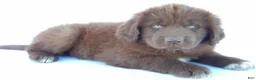 Newfoundland dogs for sale: Jane - Ad 7