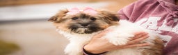 Havanese dogs for sale: Bella Rose - Ad 4