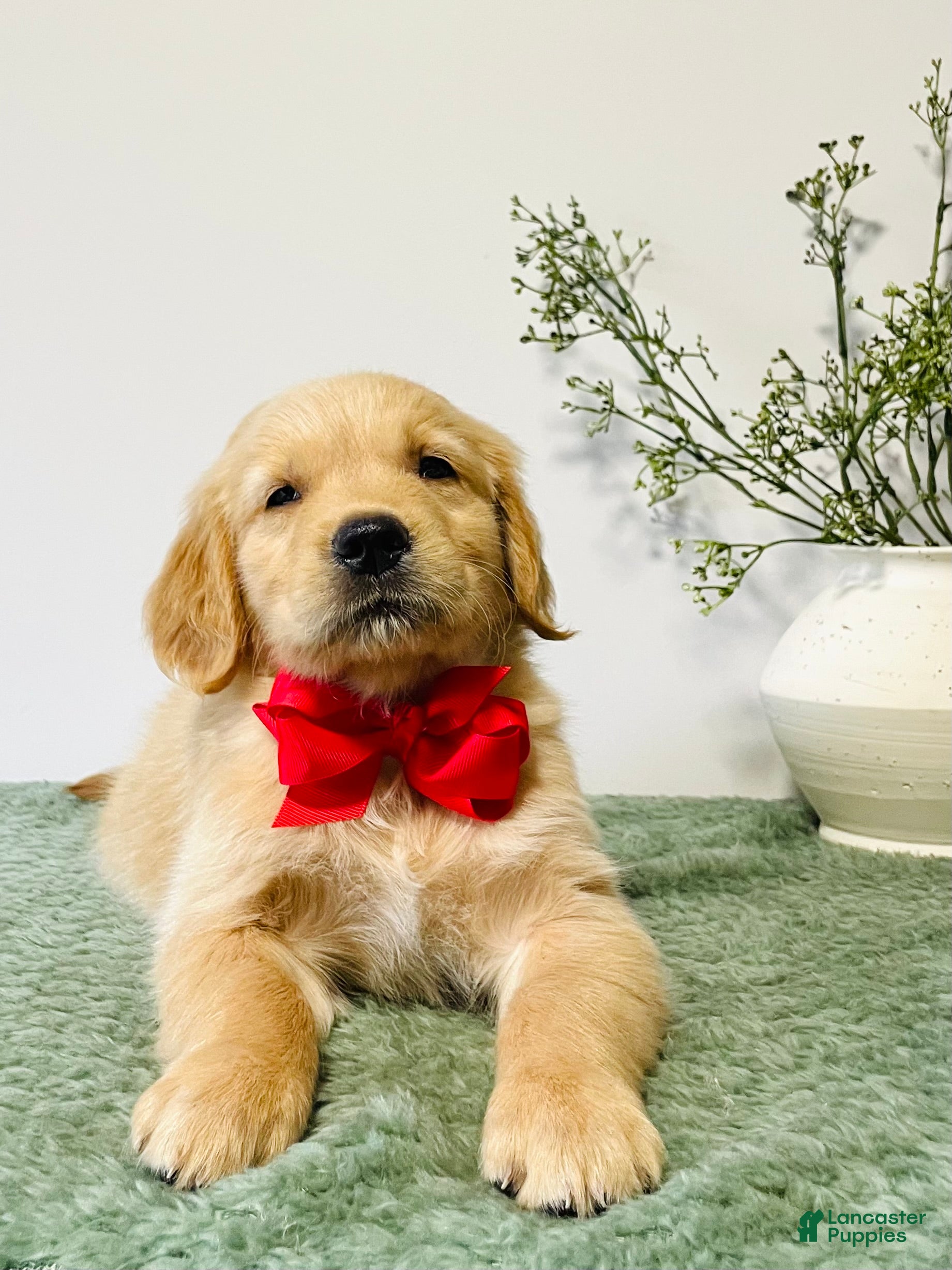 Golden Retriever dogs Charlie - Ad 2