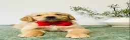 Golden Retriever dogs for sale: Charlie - Ad 2