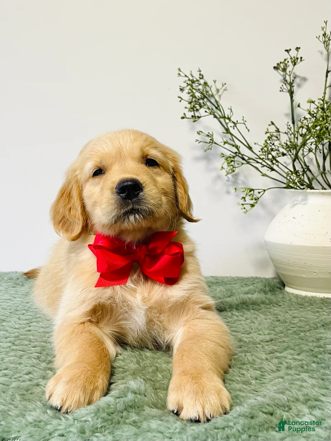 Golden Retriever dogs for sale: Charlie - Ad 2