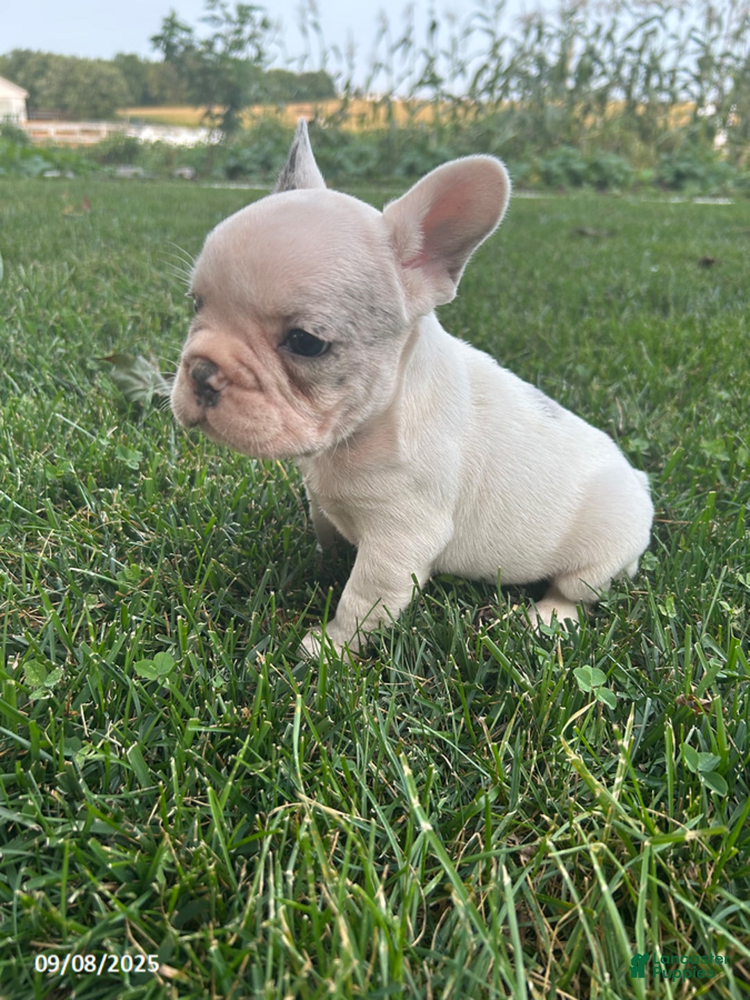 French Bulldog dogs for sale: Smokey - Ad 20
