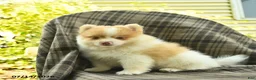 Pomeranian dogs for sale: Sailor  - Ad 5