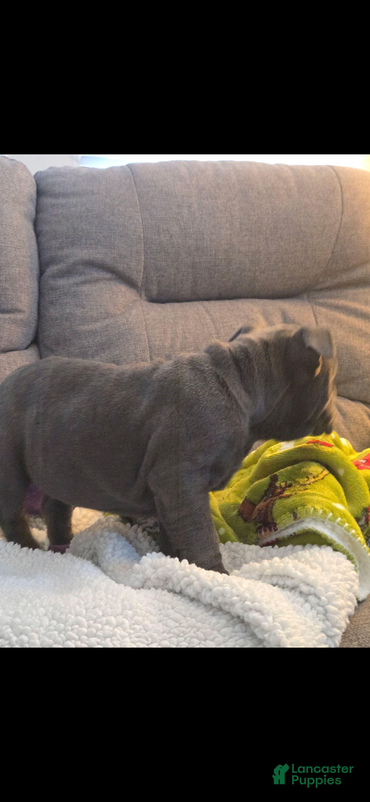 English Bulldog dogs Lucy - Ad 1