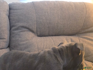 English Bulldog dogs Lucy - Ad 8