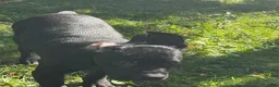 Cane Corso dogs for sale: Cane Corso 2 - Ad 7