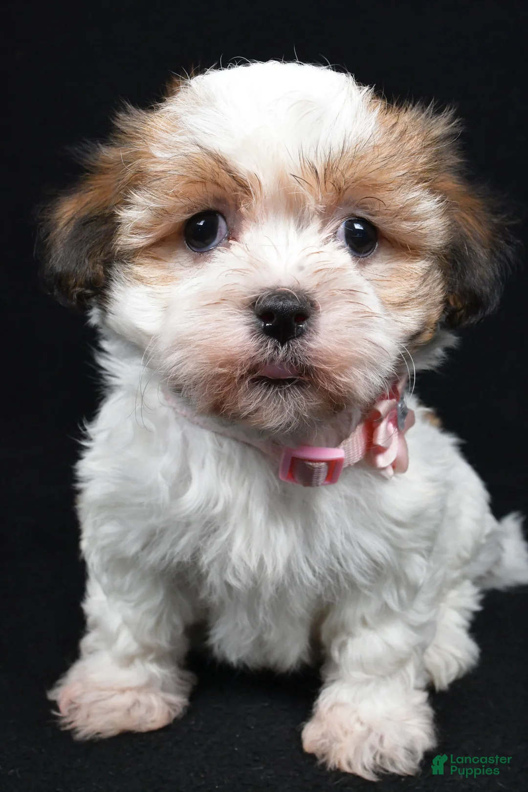 Havanese dogs for sale: Lori - Ad 7