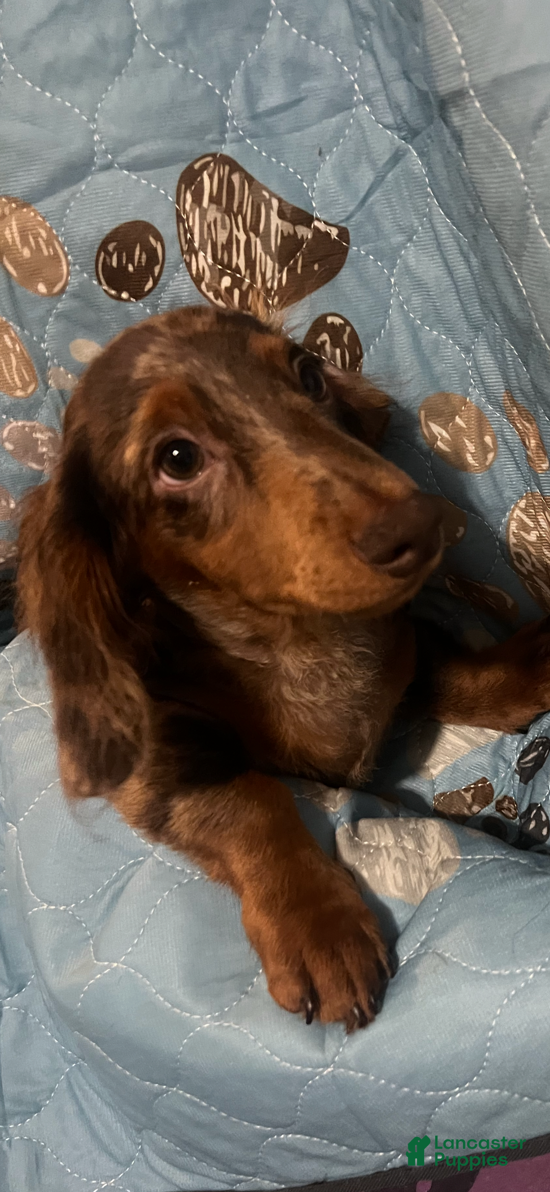 Miniature Dachshund dogs for sale: King - Ad 1