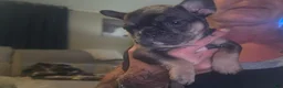 French Bulldog dogs for sale: Margo - Ad 6