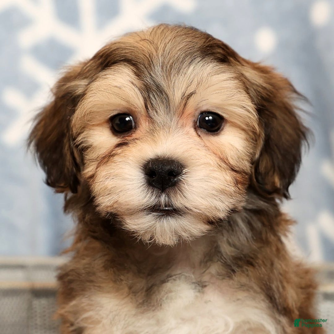 Yochon dogs for sale: Thomas - Ad 9