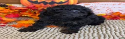 Cockapoo dogs for sale: Bonnie - Ad 3