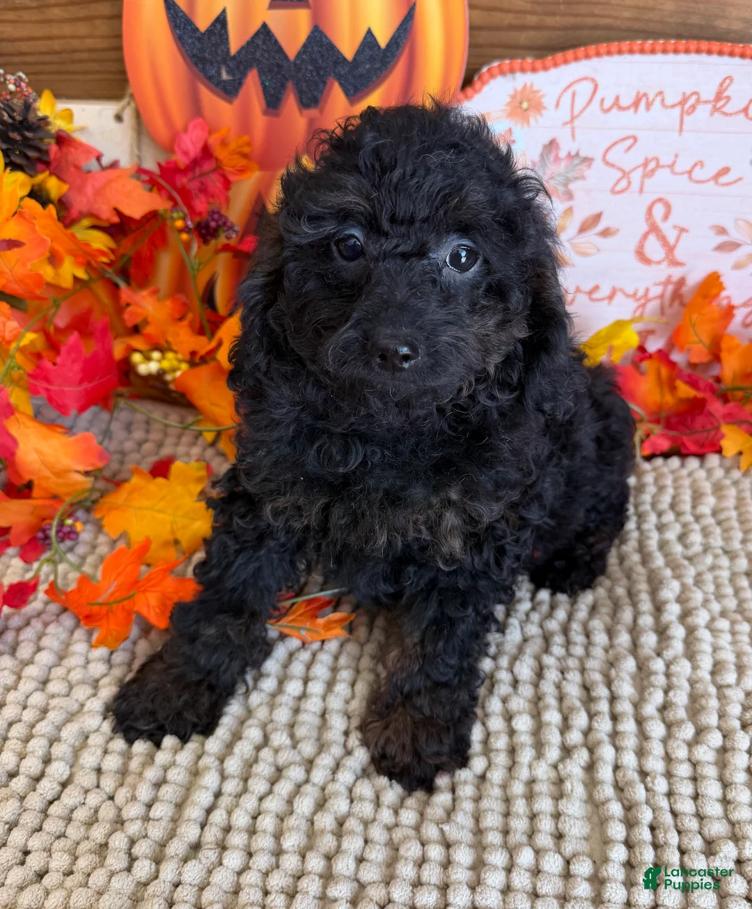 Cockapoo dogs for sale: Bonnie - Ad 3