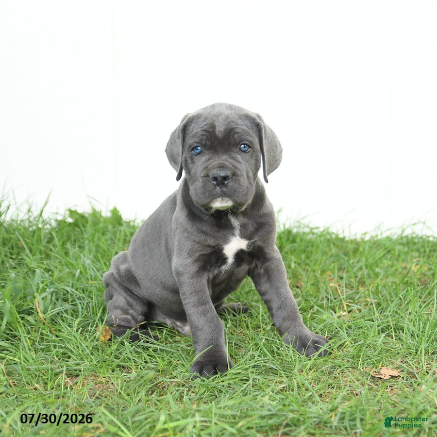 Cane Corso dogs Russell - Ad 1