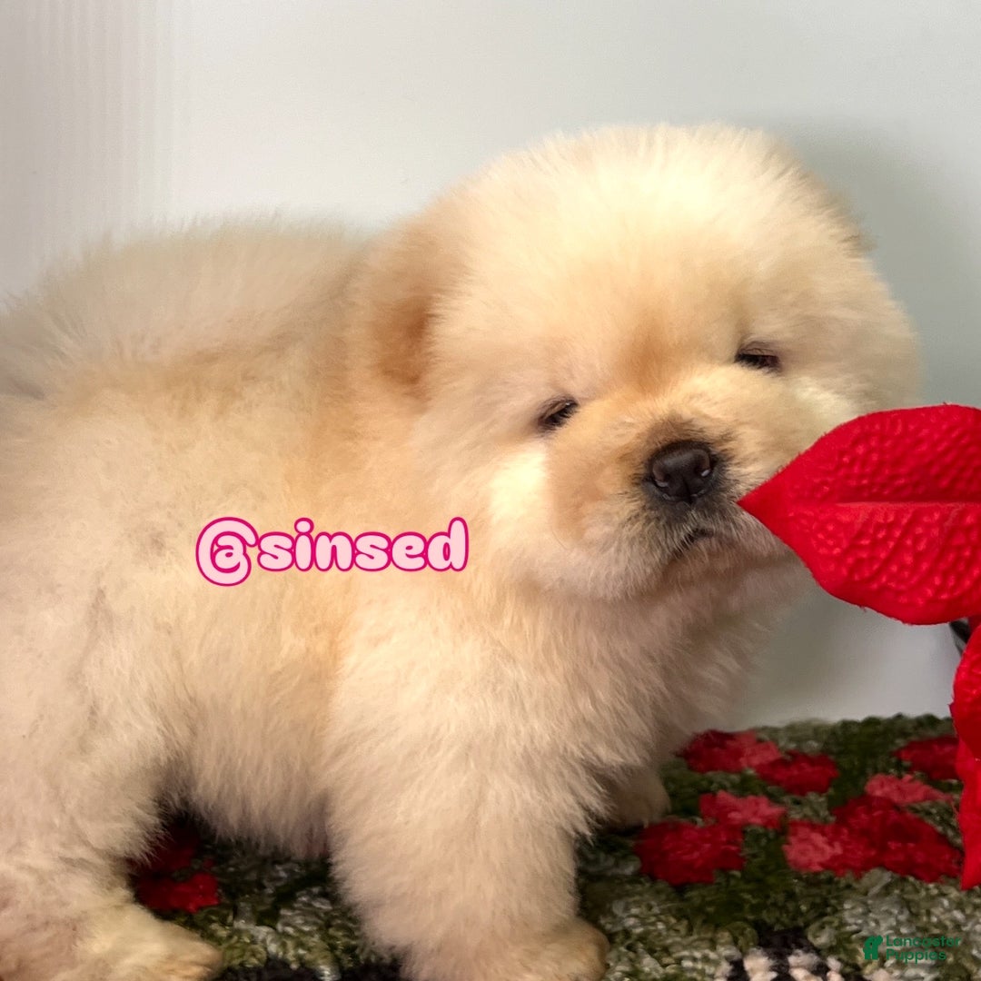 Chow Chow dogs for sale: Noel - Ad 2