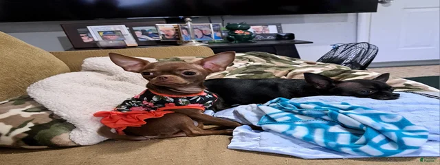 Coco