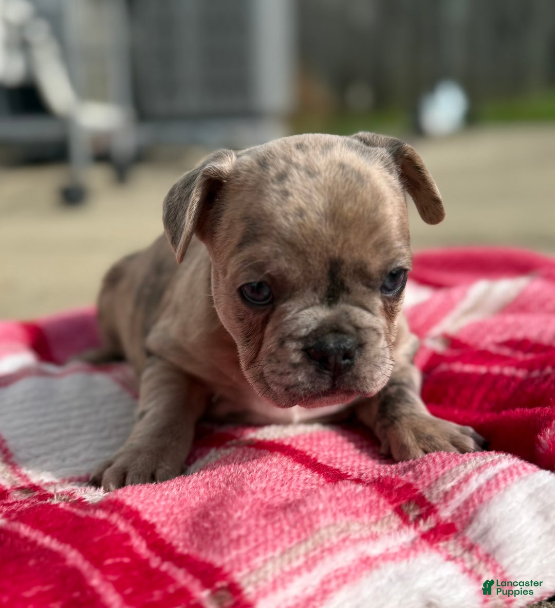 French Bulldog dogs for sale: Lilac Merle French Bulldog Puppy 2 - Ad 3