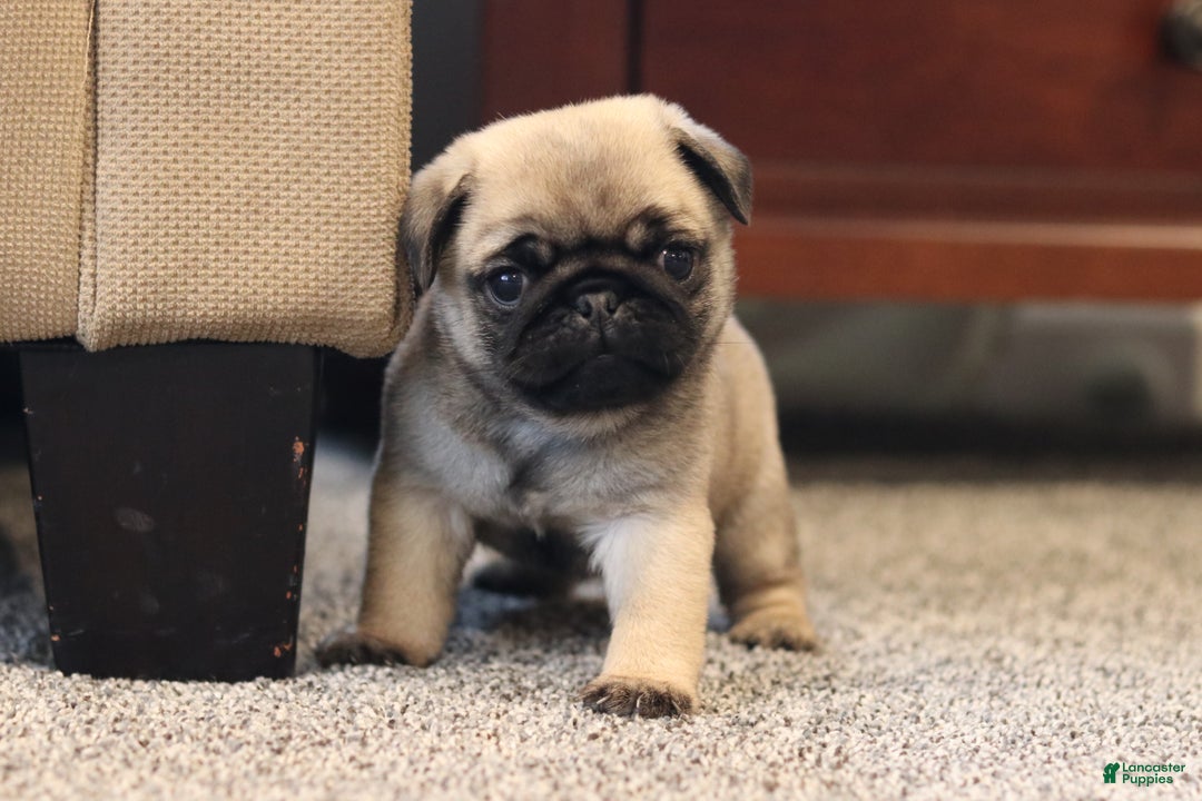 Pug dogs for sale: Champion Dexter - Ad 3