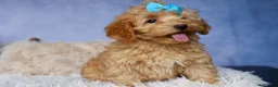 Havapoo dogs for sale: Eugene 💛🐾 - Ad 4