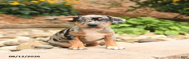 Peanut 