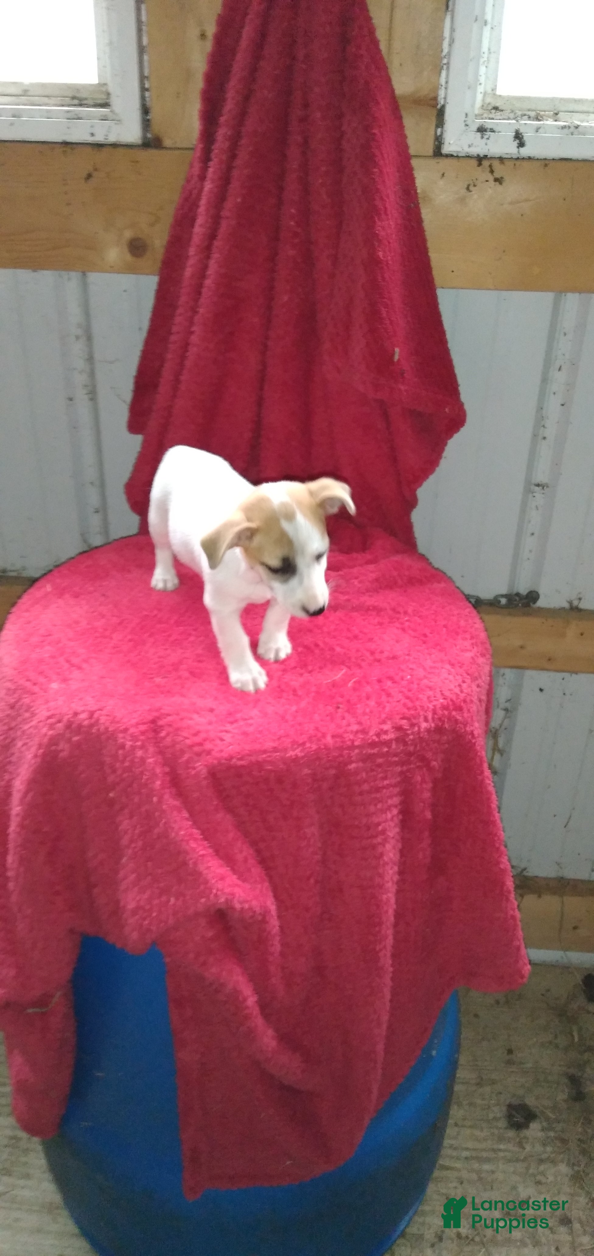 Jack Russell Terrier dogs for sale: Flora - Ad 1