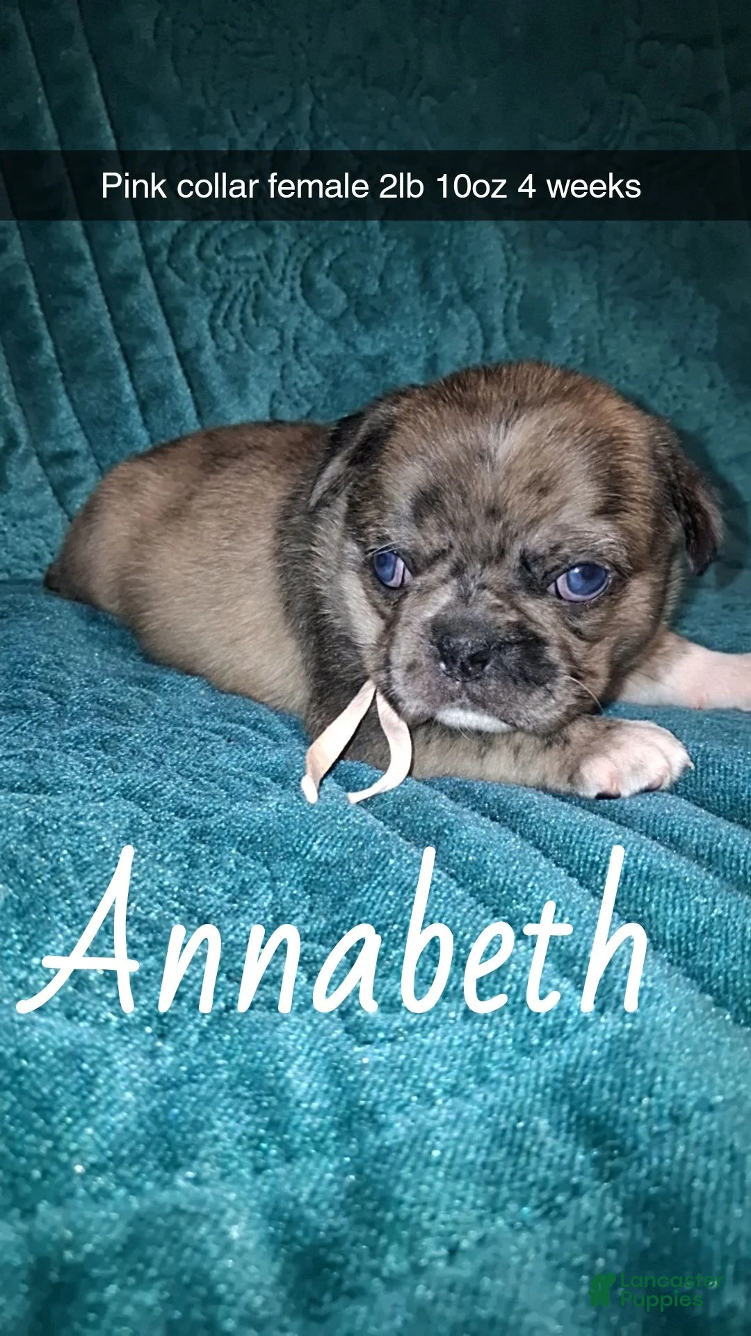 Pug dogs for sale: Annabeth  - Ad 1