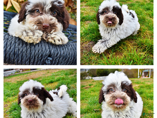 Havapoo dogs Lovey - Ad 30