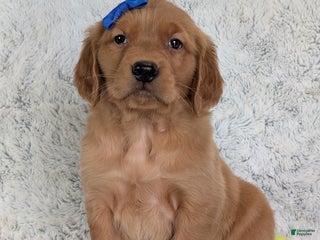 Golden Retriever dogs Maverick - Ad 5