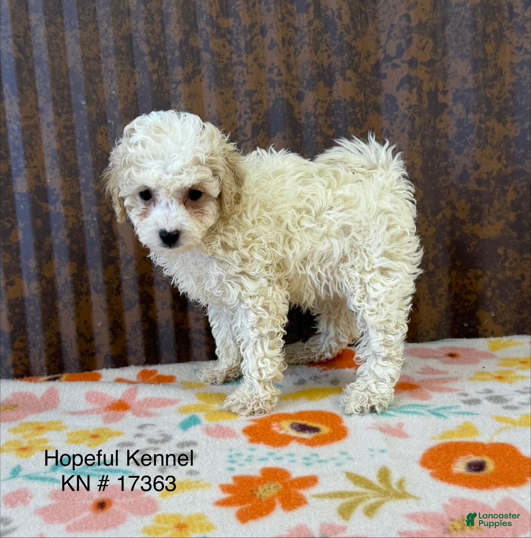 Mini Goldendoodle dogs for sale: Georgia  - Ad 2
