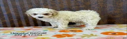 Mini Goldendoodle dogs for sale: Georgia  - Ad 1