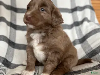 Mixed Breed dogs Buddy - Ad 40