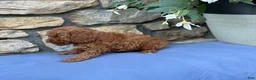Miniature Poodle dogs for sale: Murphy - Ad 12