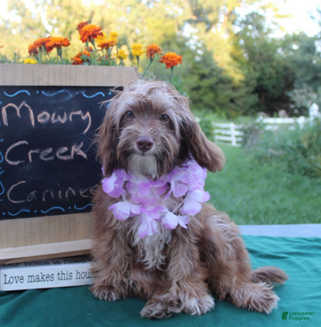 Aussiedoodle dogs for sale: Victoria - Ad 1