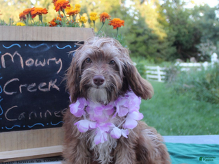 Aussiedoodle dogs Victoria - Ad 5