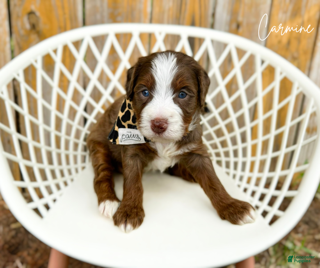 Gallery Image {{count}}