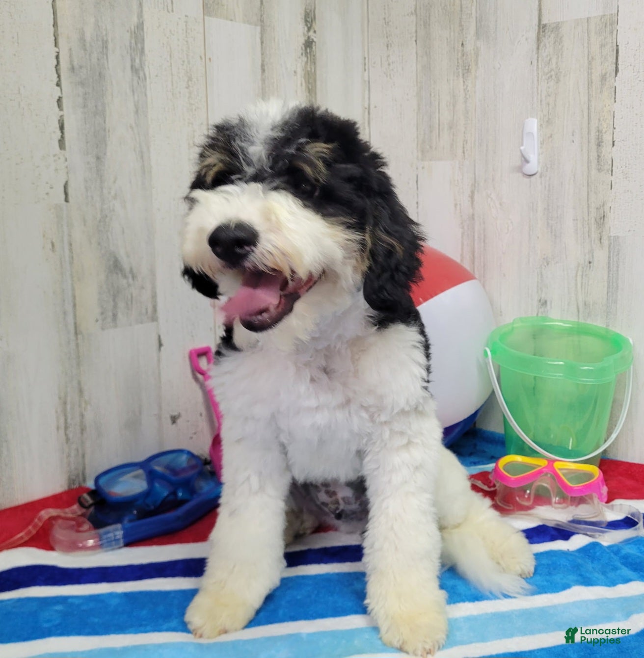 Mini Bernedoodle dogs F1b Hardy - Ad 29
