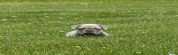 Mixed Breed dogs for sale: Bugz - Ad 4
