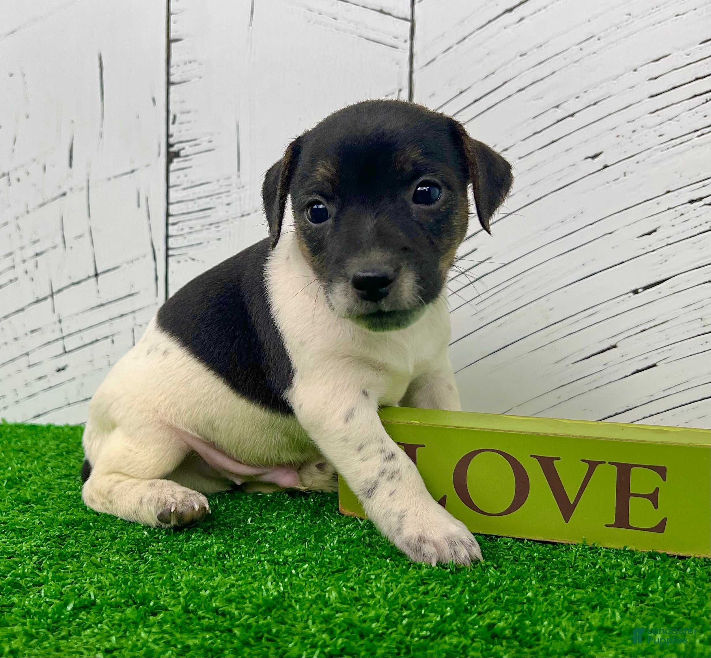 Russell Terriers Wire Haired Rat Terrier Puppies Jack Russell