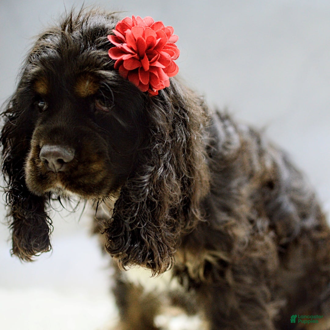 Cocker Spaniel dogs for sale: Paige - Ad 2