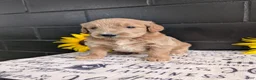 Goldendoodle dogs for sale: Libby  - Ad 4