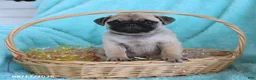 Pug dogs for sale: Archie - Ad 3