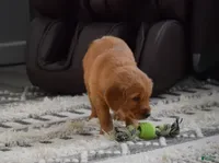 Golden Retriever dogs Ranger  - Ad 2