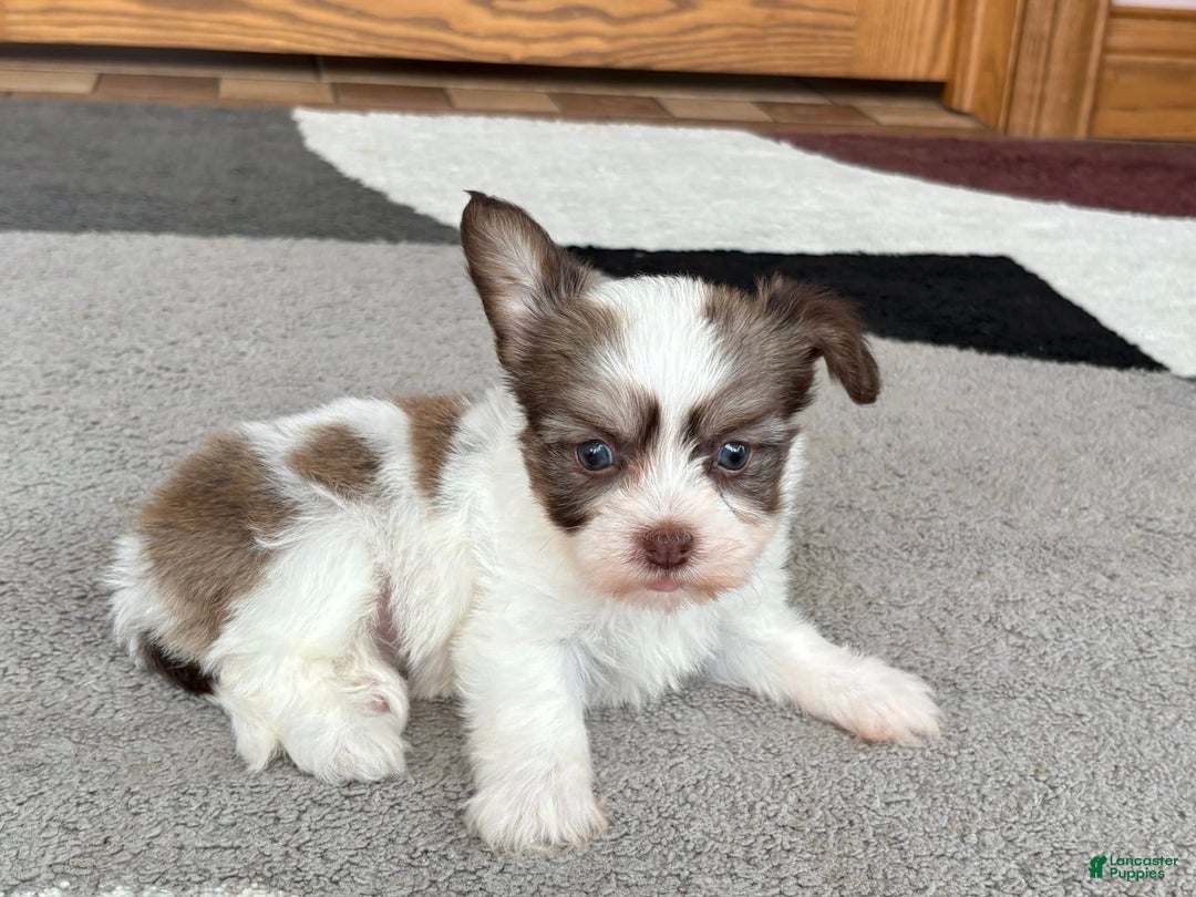 Coton De Tulear dogs for sale: Rita - Ad 10