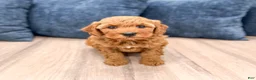 Mini Goldendoodle dogs for sale: Megan - Ad 6