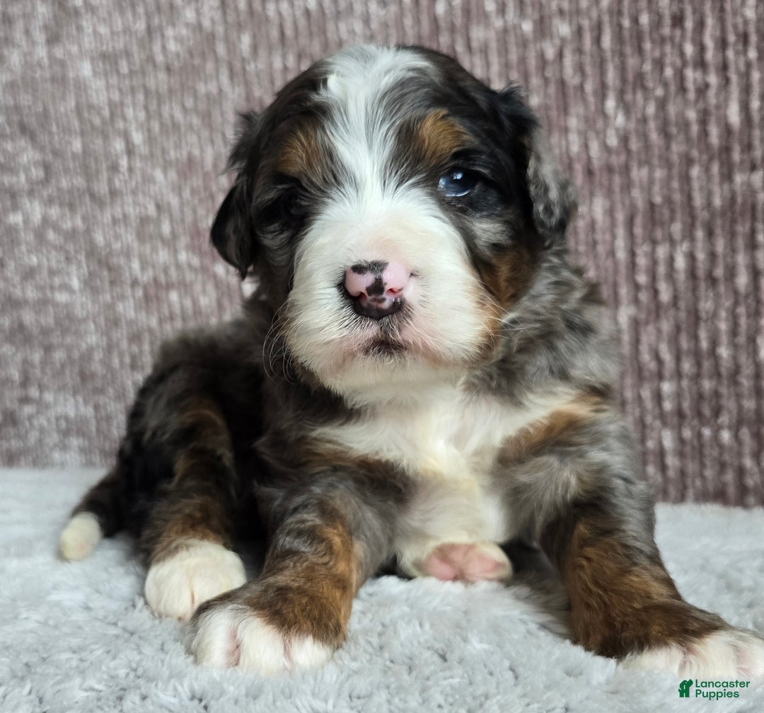 Mini Bernedoodle dogs for sale: Mini Chief - Ad 5